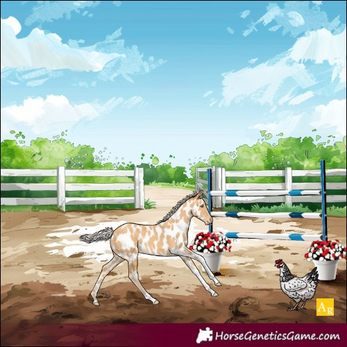 Horse Color:Silver Amber Cream Champagne Tobiano Appaloosa Rabicano 