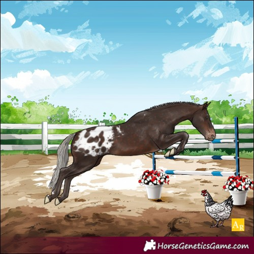 Horse Color:Silver Brown Appaloosa
