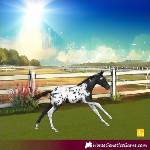 Horse Color:Gray Smoky Black Tobiano Appaloosa 