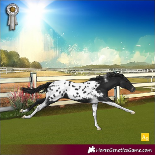 Horse Color:Gray Smoky Black Tobiano Blanket 