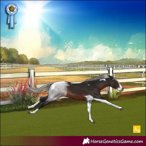 Horse Color:Gray Silver Brown Sabino Splash Tobiano