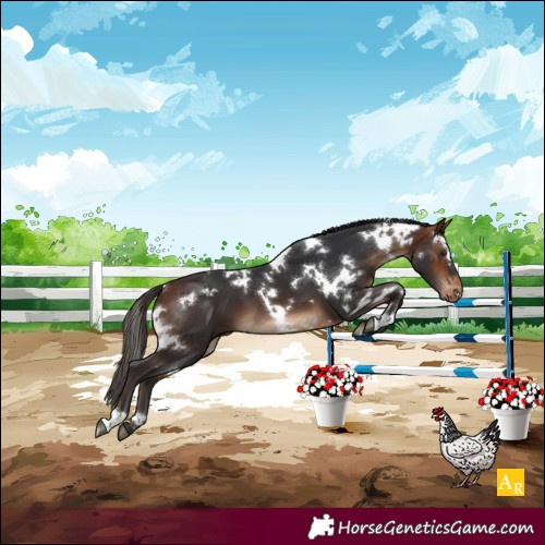 Horse Color:White Spotted Bay Varnish 