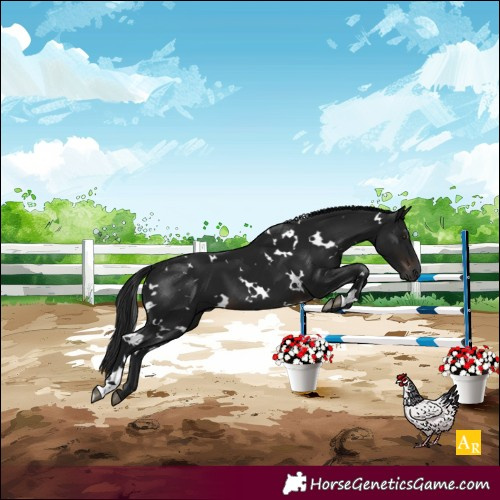 Horse Color:Gray White Spotted Brown