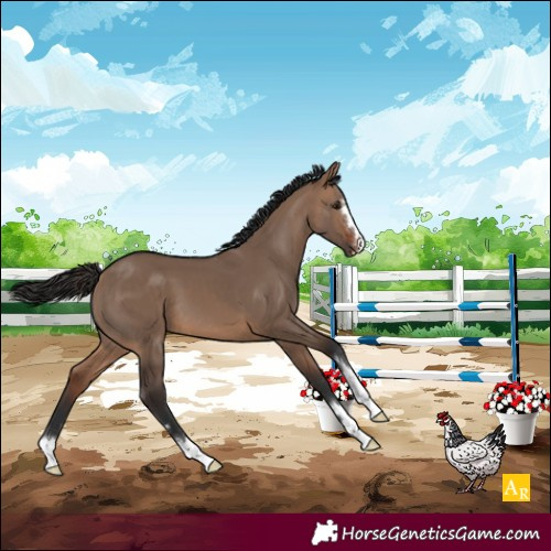 Horse Color:Brown Dun 