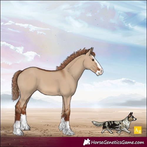 Horse Color:Red Dun Splash