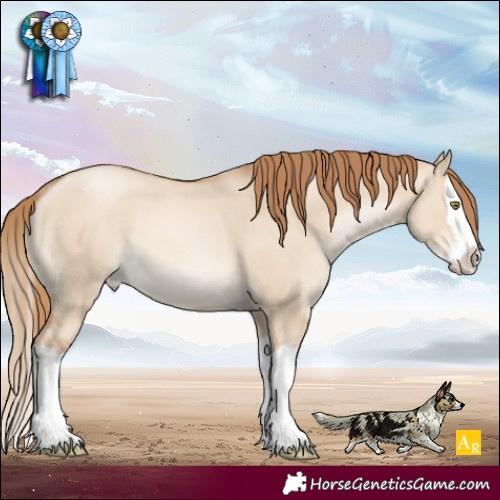 Horse Color:Red Dun Pearl Splash Appaloosa