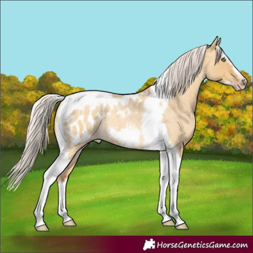 Horse Color:Gray Silver Amber Cream Champagne Roan Dun Splash Tobiano Frame Appaloosa Rabicano