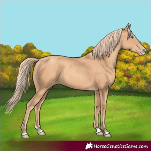 Horse Color:Gold Champagne Splash 