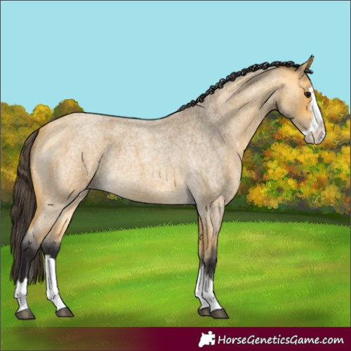 Horse Color:Buckskin Roan Splash