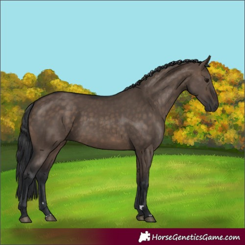Horse Color:Brown Dun Rabicano