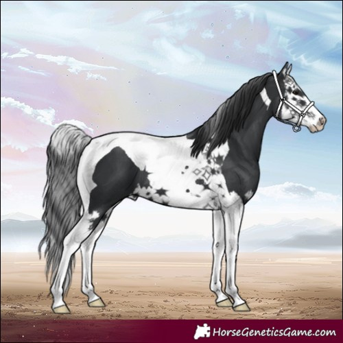 Horse Color:Black Splash Tobiano 