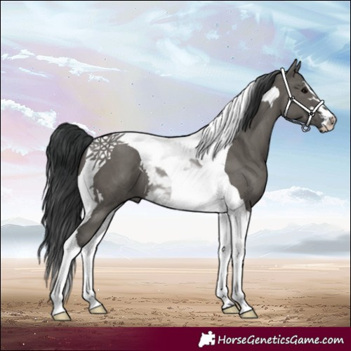 Horse Color:Grullo Tobiano 