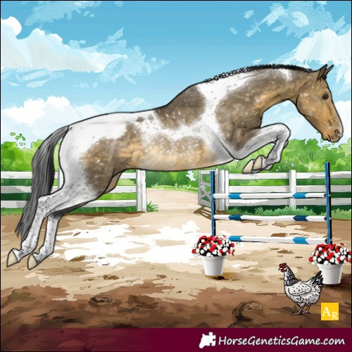Horse Color:Buckskin Dun Tobiano Appaloosa Rabicano 