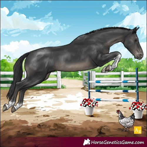 Horse Color:Black Tobiano Appaloosa Rabicano