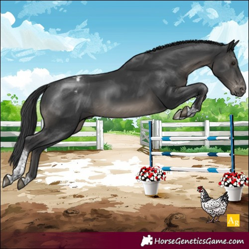 Horse Color:Black Tobiano Blanket 