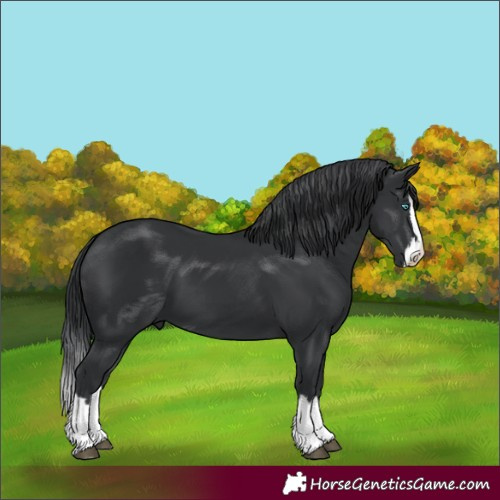 Horse Color:Black Splash 