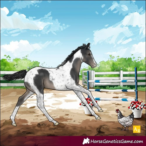 Horse Color:Black Tobiano Appaloosa