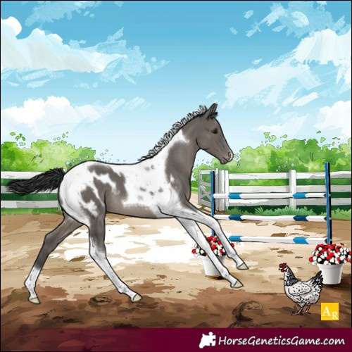 Horse Color:Grullo Tobiano Appaloosa