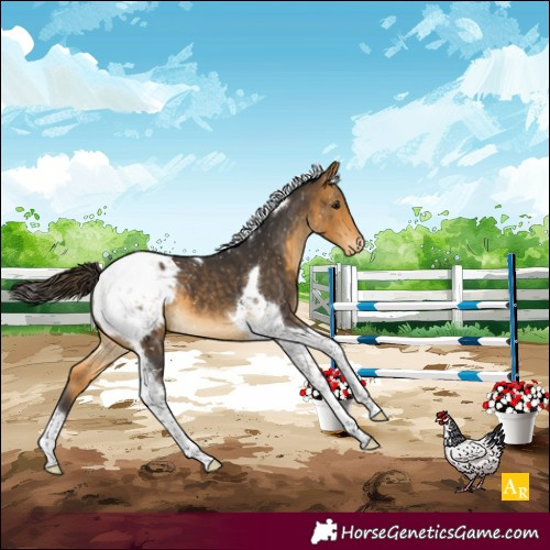 Horse Color:Buckskin Tobiano Appaloosa