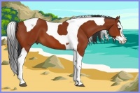 Horse Color:Bay Splash Tobiano