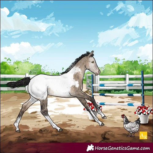 Horse Color:White Spotted Brown Dun Tobiano Appaloosa Brindle