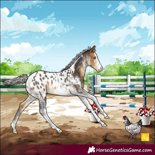 Horse Color:White Spotted Silver Buckskin Tobiano Appaloosa 