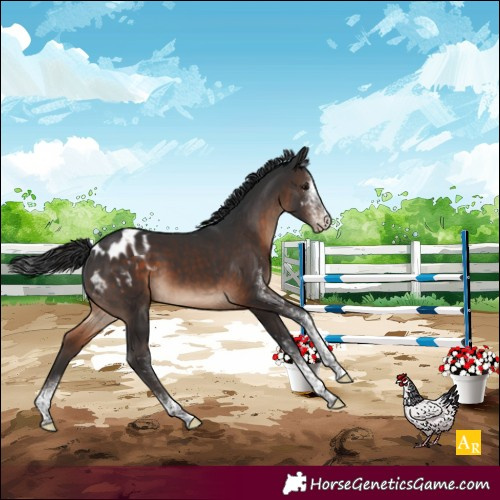 Horse Color:White Spotted Brown Tobiano Appaloosa 