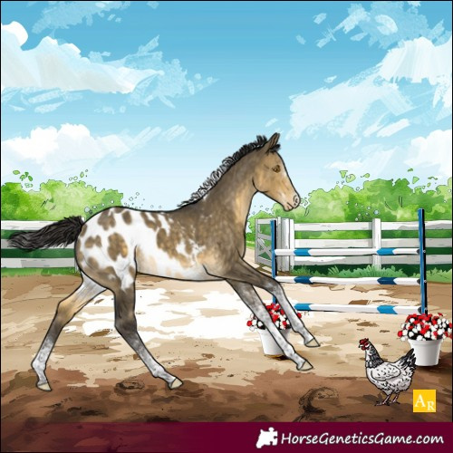 Horse Color:White Spotted Buckskin Dun Mushroom Tobiano Appaloosa Rabicano