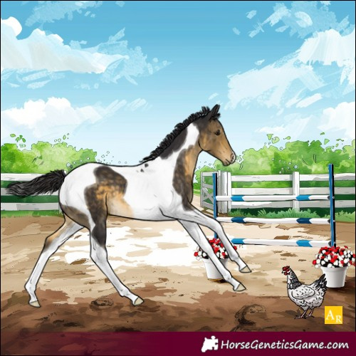 Horse Color:Buckskin Tobiano