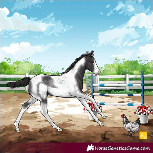 Horse Color:Smoky Black Tobiano Frame Rabicano
