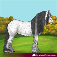 Horse Color:Blue Roan Near Leopard 