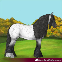 Horse Color:Blue Roan Blanket