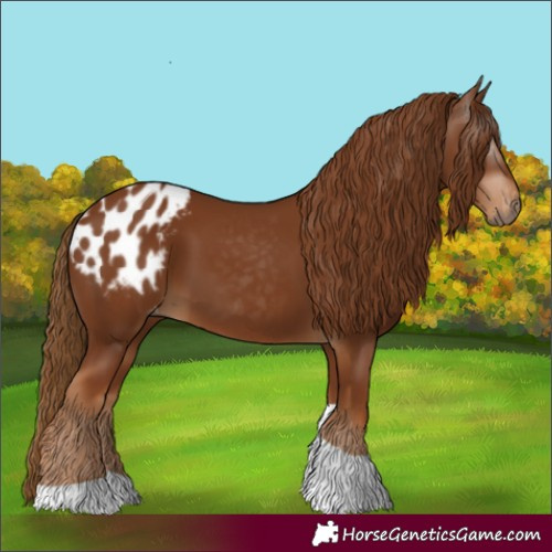 Horse Color:Gray Chestnut Tobiano Appaloosa