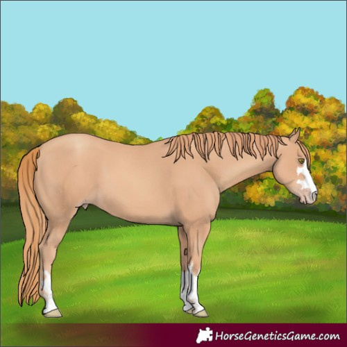 Horse Color:Gold Champagne