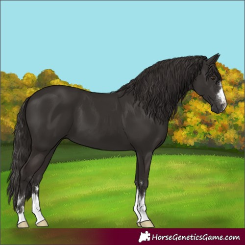 Horse Color:Unknown