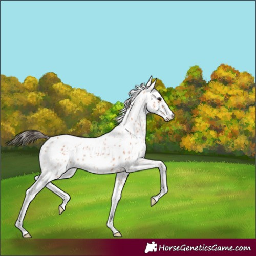 Horse Color:Bay Ice Appaloosa 