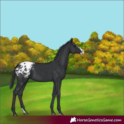 Horse Color:Black Splash Appaloosa Rabicano 