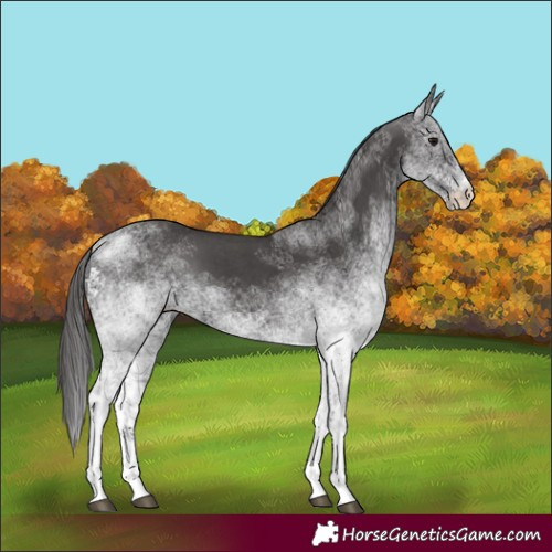 Horse Color:White Spotted Smoky Black