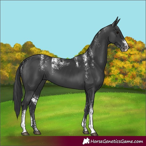 Horse Color:Powder White Black