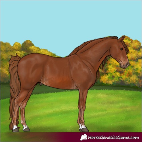 Horse Color:Chestnut  and Chestnut 