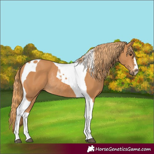 Horse Color:Chestnut Tobiano Rabicano