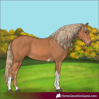 Horse Color:Chestnut Tobiano Rabicano 