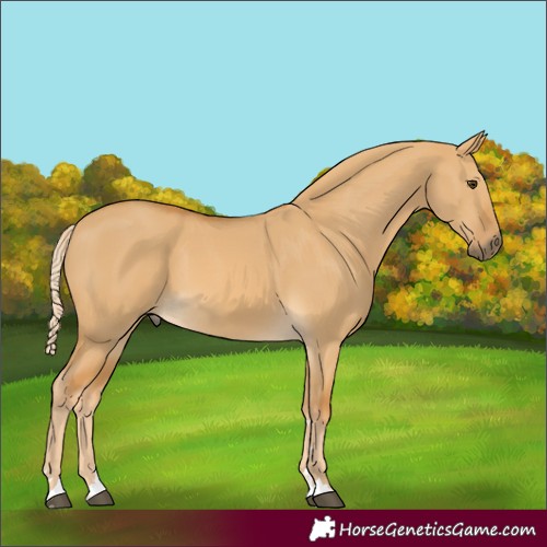 Horse Color:Palomino Dun