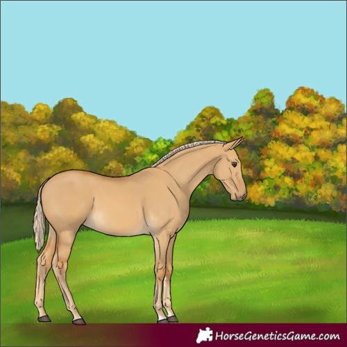Horse Color:Palomino Dun