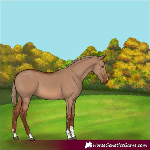 Horse Color:Red Dun