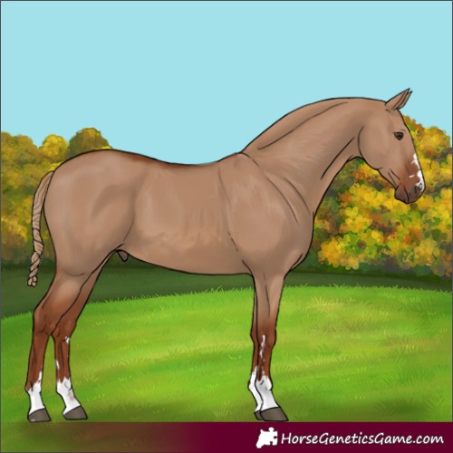 Horse Color:Red Dun 