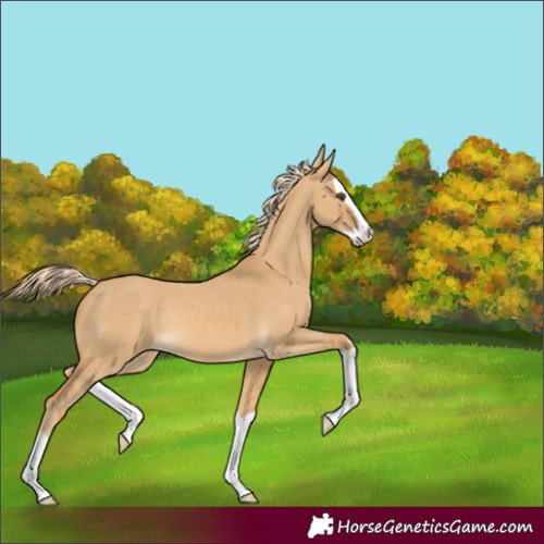 Horse Color:Palomino Dun Splash Rabicano