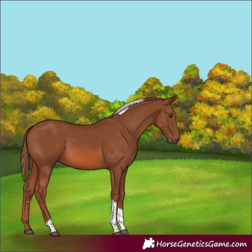 Horse Color:Chestnut Tobiano 