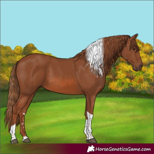 Horse Color:Chestnut Tobiano