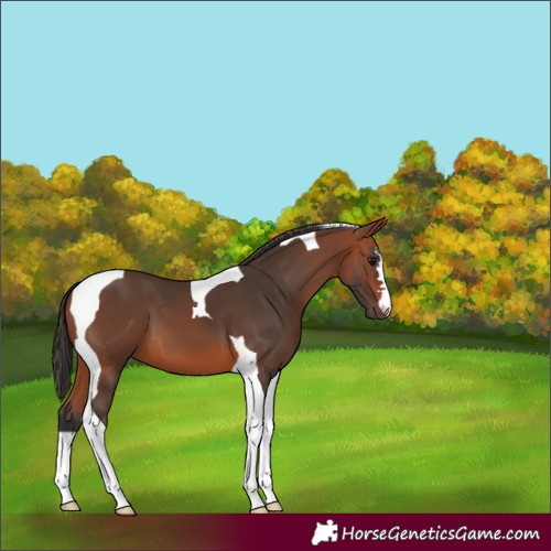 Horse Color:Bay Tobiano 